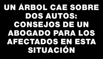 Un árbol cae sobre dos autos: Consejos de un abogado para los afectados en esta situación