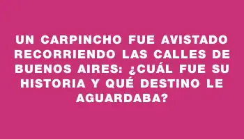 Un carpincho fue avistado recorriendo las calles de Buenos Aires: ¿Cuál fue su historia y qué destino le aguardaba?