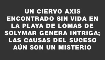 Un ciervo axis encontrado sin vida en la playa de Lomas de Solymar genera intriga; las causas del suceso aún son un misterio