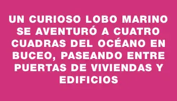 Un curioso lobo marino se aventuró a cuatro cuadras del océano en Buceo, paseando entre puertas de viviendas y edificios