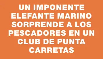 Un imponente elefante marino sorprende a los pescadores en un club de Punta Carretas