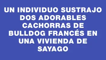 Un individuo sustrajo dos adorables cachorras de bulldog francés en una vivienda de Sayago