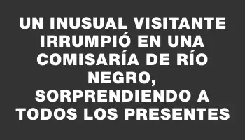 Un inusual visitante irrumpió en una comisaría de Río Negro, sorprendiendo a todos los presentes