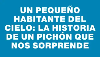 Un pequeño habitante del cielo: la historia de un pichón que nos sorprende