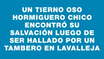 Un tierno oso hormiguero chico encontró su salvación luego de ser hallado por un tambero en Lavalleja