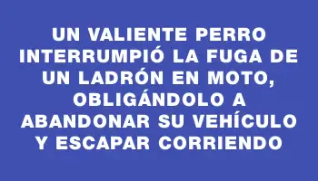 Un valiente perro interrumpió la fuga de un ladrón en moto, obligándolo a abandonar su vehículo y escapar corriendo