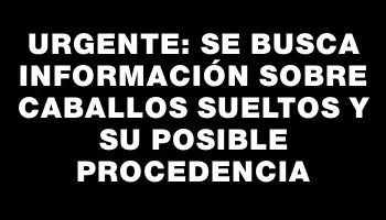 Urgente: Se busca información sobre caballos sueltos y su posible procedencia