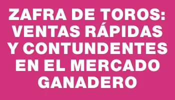 Zafra de toros: Ventas rápidas y contundentes en el mercado ganadero