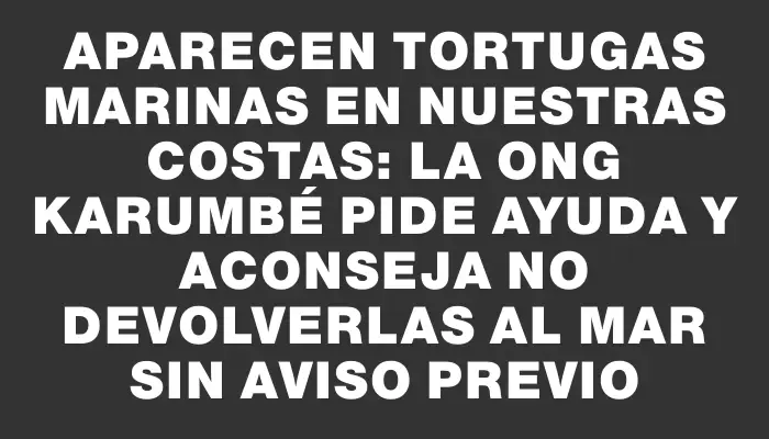 Aparecen tortugas marinas en nuestras costas: La Ong Karumbé pide ayuda y aconseja no devolverlas al mar sin aviso previo