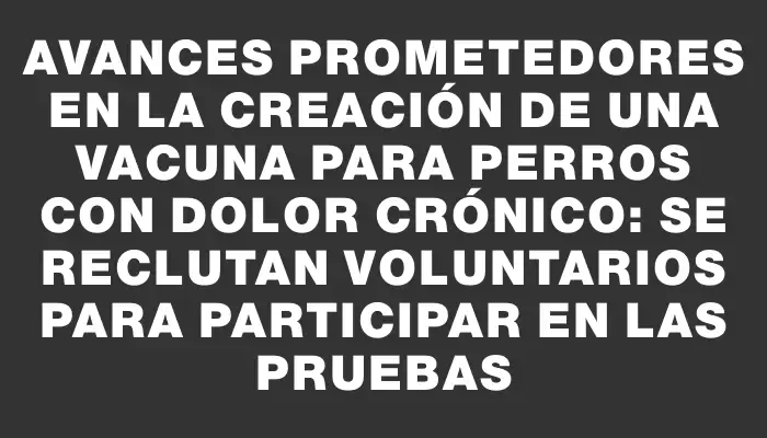 Avances prometedores en la creación de una vacuna para perros con dolor crónico: se reclutan voluntarios para participar en las pruebas