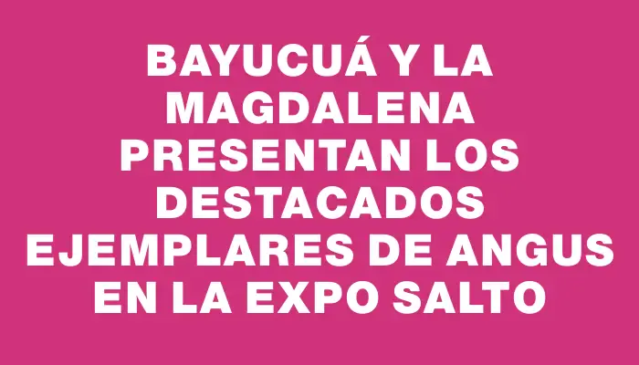 Bayucuá y La Magdalena presentan los destacados ejemplares de Angus en la Expo Salto