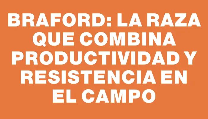 Braford: la raza que combina productividad y resistencia en el campo