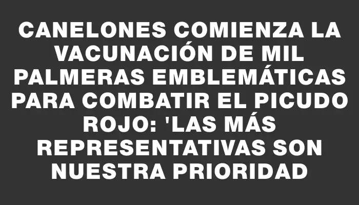 Canelones comienza la vacunación de mil palmeras emblemáticas para combatir el picudo rojo: "Las más representativas son nuestra prioridad