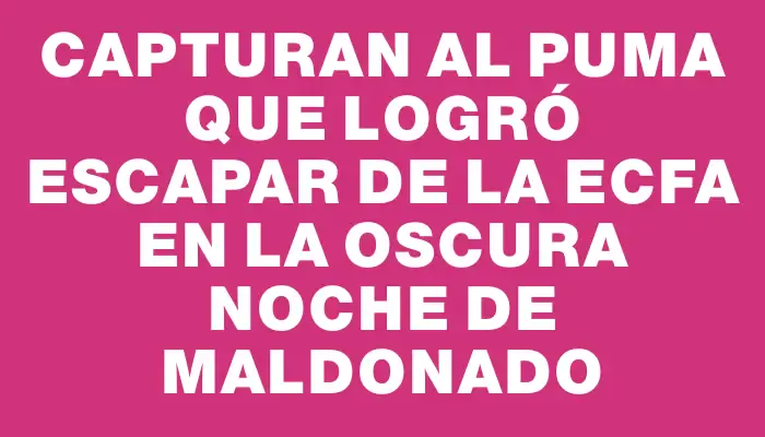 Capturan al Puma que logró escapar de la Ecfa en la oscura noche de Maldonado