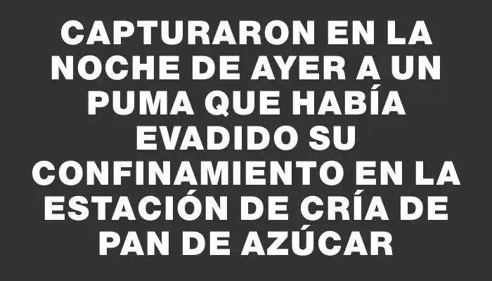 Capturaron en la noche de ayer a un puma que había evadido su confinamiento en la Estación de Cría de Pan de Azúcar