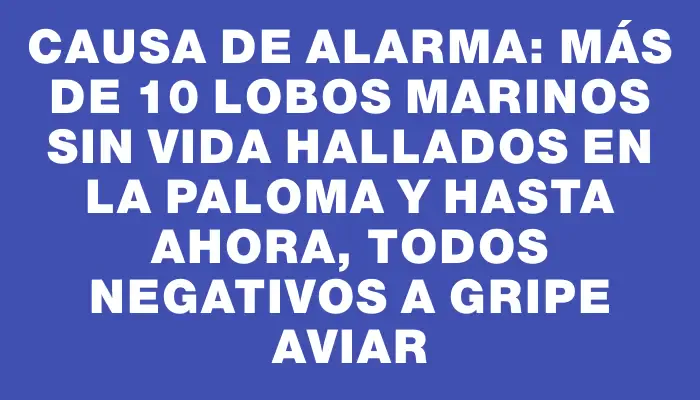 Causa de alarma: más de 10 lobos marinos sin vida hallados en La Paloma y hasta ahora, todos negativos a gripe aviar