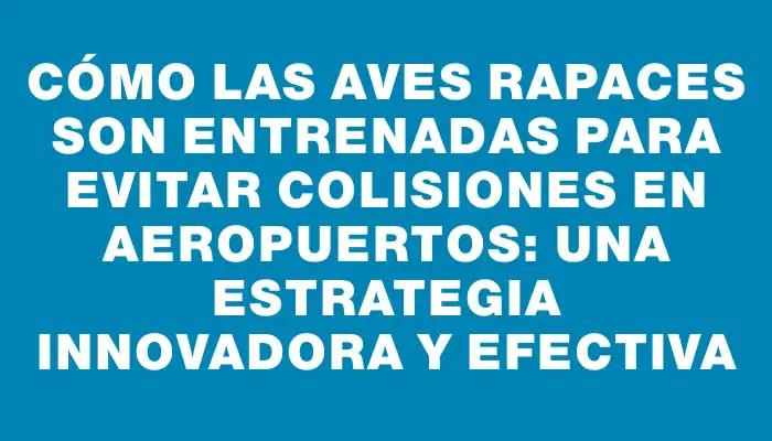 Cómo las aves rapaces son entrenadas para evitar colisiones en aeropuertos: una estrategia innovadora y efectiva