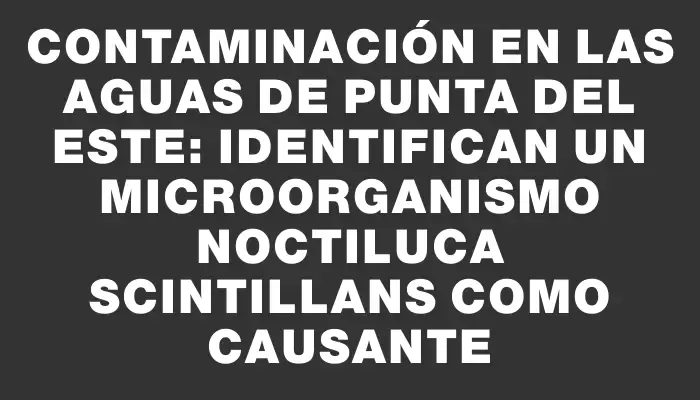 Contaminación en las aguas de Punta del Este: identifican un microorganismo Noctiluca scintillans como causante