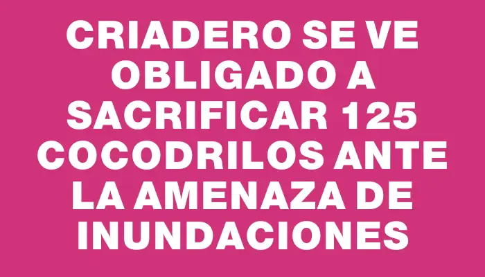 Criadero se ve obligado a sacrificar 125 cocodrilos ante la amenaza de inundaciones