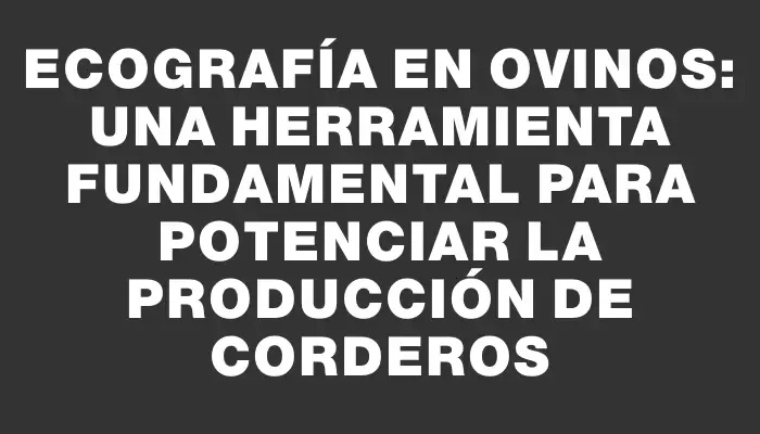 Ecografía en ovinos: una herramienta fundamental para potenciar la producción de corderos