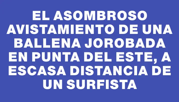 El asombroso avistamiento de una ballena jorobada en Punta del Este, a escasa distancia de un surfista