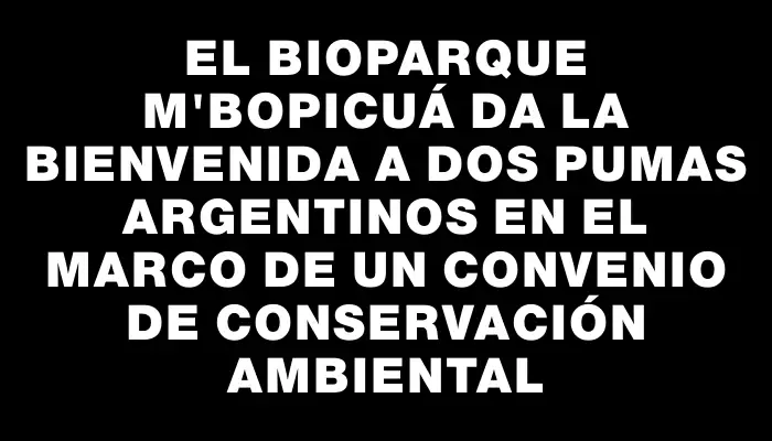 El Bioparque M’Bopicuá da la bienvenida a dos pumas argentinos en el marco de un convenio de conservación ambiental