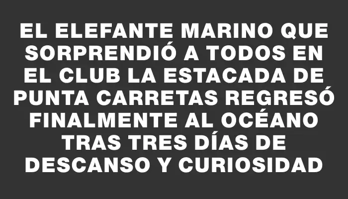 El elefante marino que sorprendió a todos en el club La Estacada de Punta Carretas regresó finalmente al océano tras tres días de descanso y curiosidad