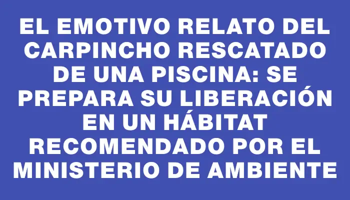 El emotivo relato del carpincho rescatado de una piscina: se prepara su liberación en un hábitat recomendado por el Ministerio de Ambiente