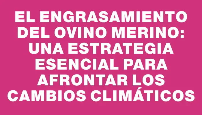 El engrasamiento del ovino Merino: una estrategia esencial para afrontar los cambios climáticos