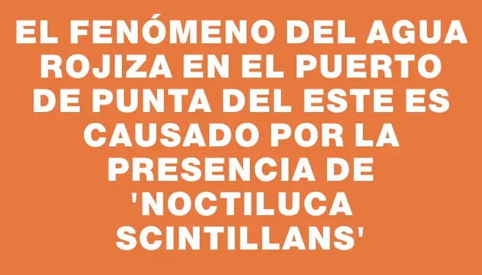 El fenómeno del agua rojiza en el puerto de Punta del Este es causado por la presencia de “Noctiluca scintillans”