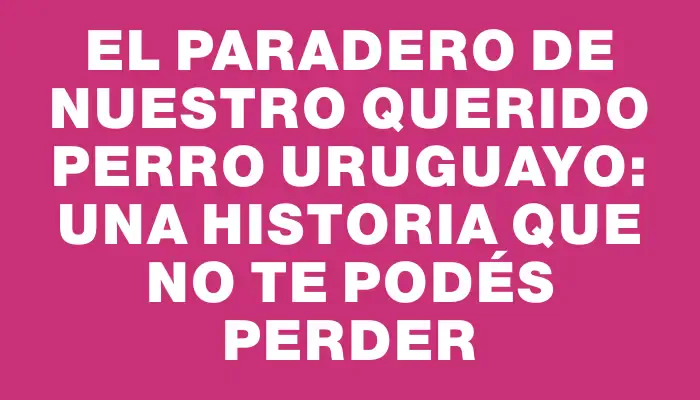 El paradero de nuestro querido perro uruguayo: una historia que no te podés perder
