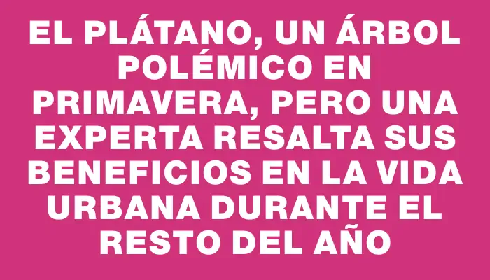 El plátano, un árbol polémico en primavera, pero una experta resalta sus beneficios en la vida urbana durante el resto del año