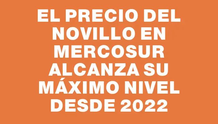 El precio del novillo en Mercosur alcanza su máximo nivel desde 2022