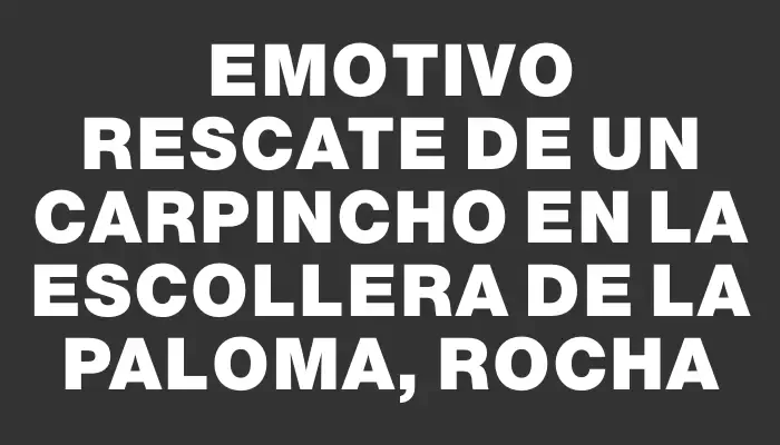 Emotivo rescate de un carpincho en la escollera de La Paloma, Rocha