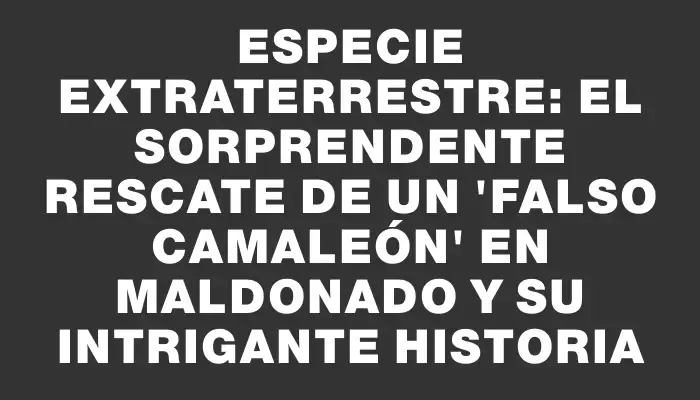 Especie extraterrestre: el sorprendente rescate de un 'falso camaleón' en Maldonado y su intrigante historia