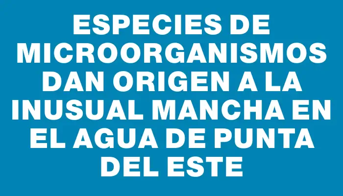 Especies de microorganismos dan origen a la inusual mancha en el agua de Punta del Este