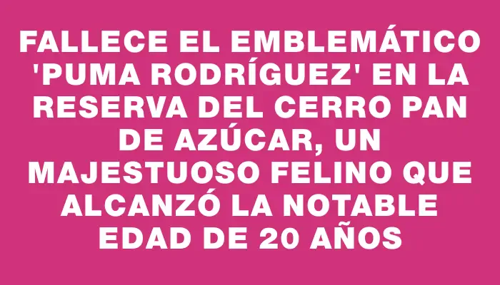 Fallece el emblemático "Puma Rodríguez" en la reserva del cerro Pan de Azúcar, un majestuoso felino que alcanzó la notable edad de 20 años