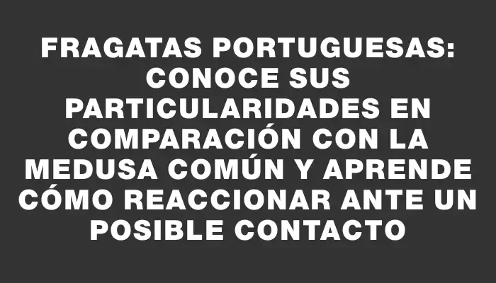 Fragatas portuguesas: conoce sus particularidades en comparación con la medusa común y aprende cómo reaccionar ante un posible contacto