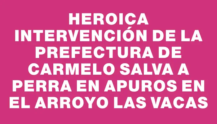 Heroica intervención de la Prefectura de Carmelo salva a perra en apuros en el arroyo Las Vacas
