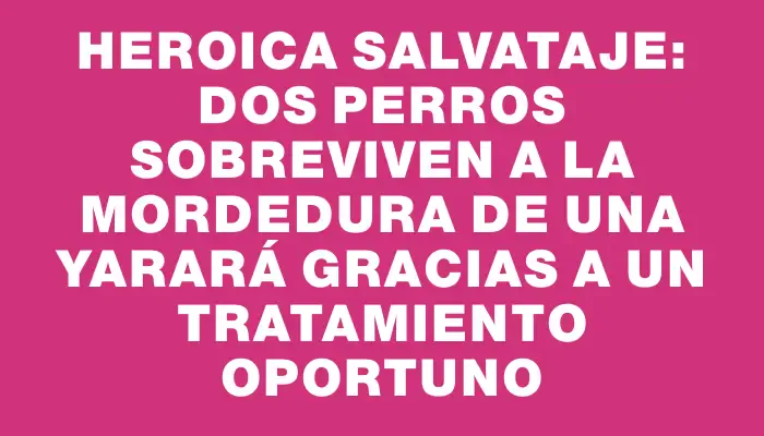 Heroica salvataje: Dos perros sobreviven a la mordedura de una yarará gracias a un tratamiento oportuno