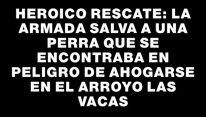 Heroico rescate: la Armada salva a una perra que se encontraba en peligro de ahogarse en el arroyo Las Vacas