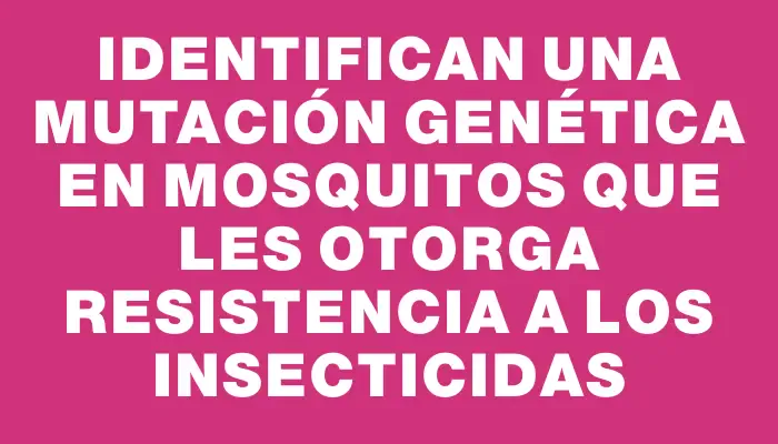 Identifican una mutación genética en mosquitos que les otorga resistencia a los insecticidas