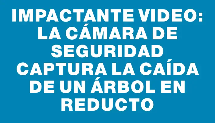 Impactante video: la cámara de seguridad captura la caída de un árbol en Reducto