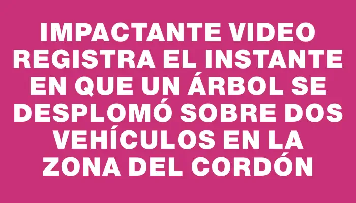 Impactante video registra el instante en que un árbol se desplomó sobre dos vehículos en la zona del Cordón