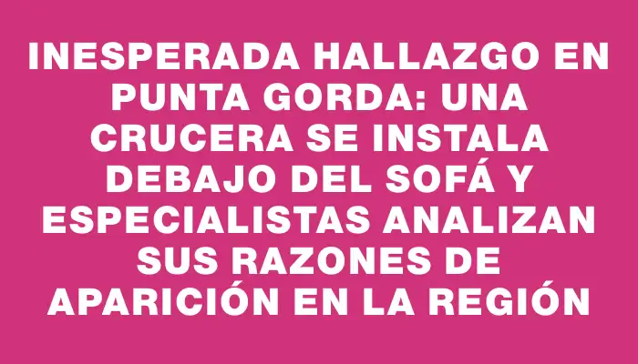 Inesperada hallazgo en Punta Gorda: una crucera se instala debajo del sofá y especialistas analizan sus razones de aparición en la región