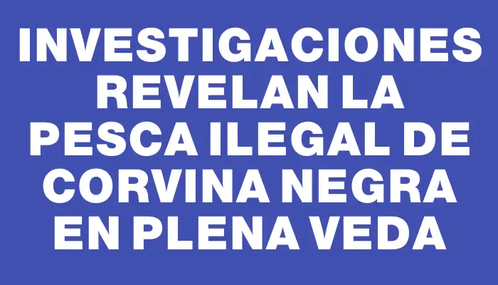 Investigaciones revelan la pesca ilegal de corvina negra en plena veda