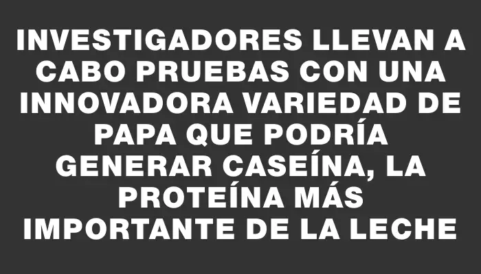 Investigadores llevan a cabo pruebas con una innovadora variedad de papa que podría generar caseína, la proteína más importante de la leche