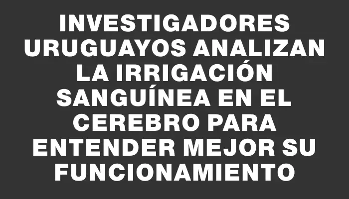 Investigadores uruguayos analizan la irrigación sanguínea en el cerebro para entender mejor su funcionamiento