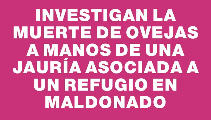 Investigan la muerte de ovejas a manos de una jauría asociada a un refugio en Maldonado