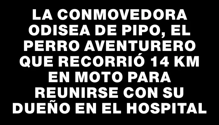 La conmovedora odisea de Pipo, el perro aventurero que recorrió 14 km en moto para reunirse con su dueño en el hospital